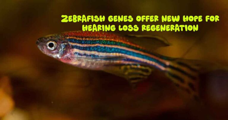 Zebrafish Genes Offer New Hope for Hearing Loss Regeneration