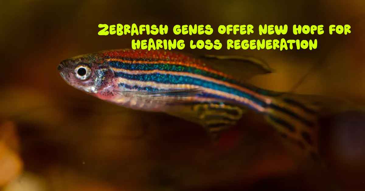 Zebrafish Genes Offer New Hope for Hearing Loss Regeneration